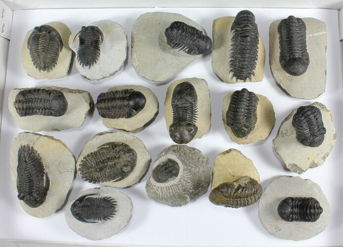 Lot: Assorted Devonian Trilobites - Pieces #92169